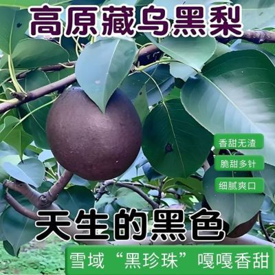 【顺丰】高原正宗藏乌梨清热解渴时令水果新鲜梨子大果一整箱包邮