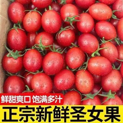 正宗广西圣女果鲜甜小番茄樱桃蔬菜孕妇水果新鲜小西红柿现摘整箱