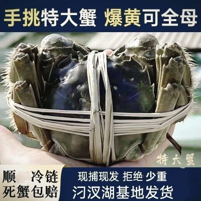 【无绳净重】大闸蟹鲜活超级划算超大蟹汈汊湖新鲜大闸蟹8/10