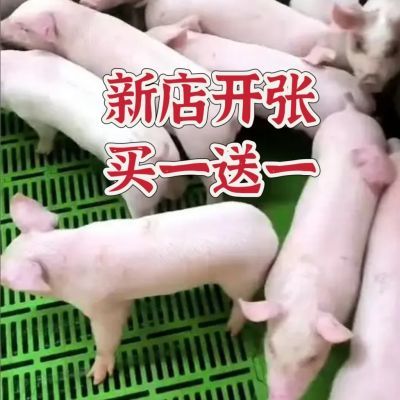 新美系纯种大白长白二元英系比利时大约克品种多母猪繁殖小猪用品