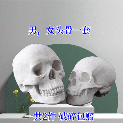 解剖素描画室专用:高仿真20cm男女头骨石膏模型【3天内发货】