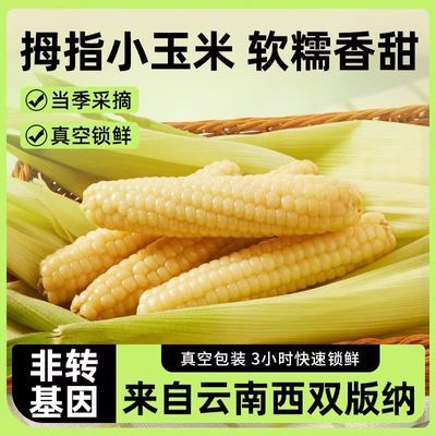 【宝宝爱吃】云南新鲜拇指小玉米西双版纳香糯婴儿无添加孕妇食品