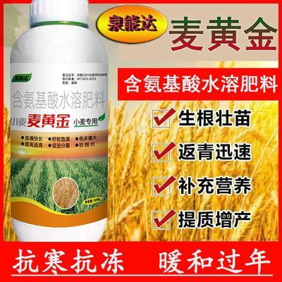 麦黄金小麦专用防冻抗寒壮苗促茎加入分蘖抗倒增产叶面肥防寒