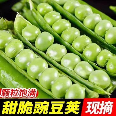 现摘现发采摘新鲜碗豆云南露天种植当季甜脆水果豌豆豆荚带壳农家