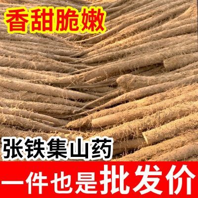 大名府白玉山药新鲜可脆可面正宗张铁集产地直发脆淮山怀山药特产