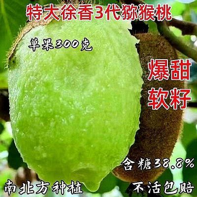 正宗猕猴桃树苗新品种大果纯甜盆栽地栽耐寒南方北方种植当年结果