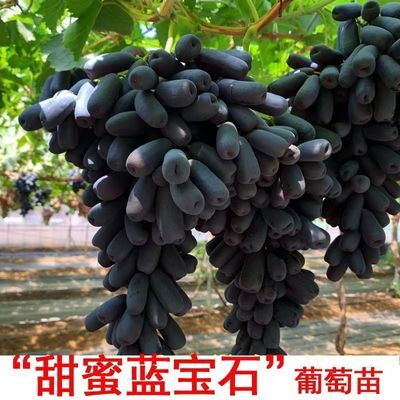 甜蜜蓝宝石葡萄树苗无籽正宗无核葡萄苖盆栽地种北方南方种植庭院