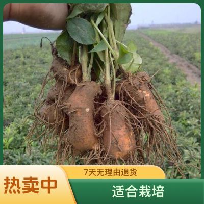 纯新鲜改良白术苗芽子正宗包邮种苗苗子