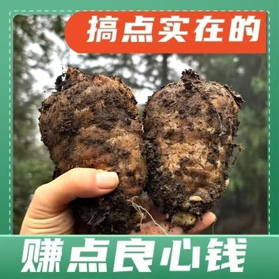 新鲜天麻云南昭通正宗小草坝现挖三年仿野生生长正品纯天然乌天麻