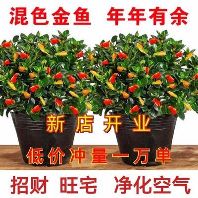 【聚财金鱼】金鱼花吊兰室内绿植花卉大全多色小鱼防蚊植物吸甲醛