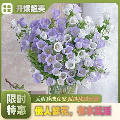 风铃花网红鲜花年宵花铃铛花可爱花期长水培插花云南鲜花直发