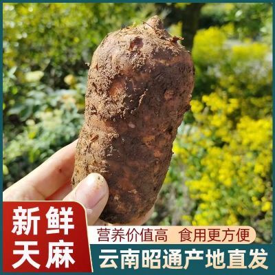 天麻新鲜云南昭通正宗农家小草坝纯天然三年仿野生种植现挖乌天麻