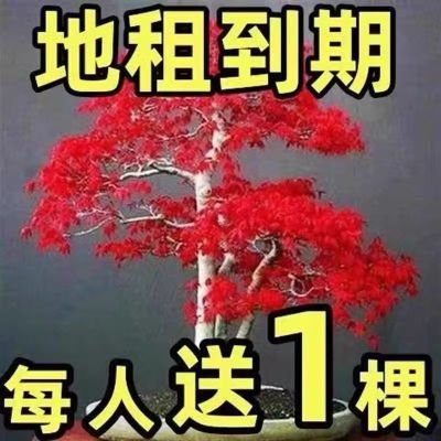 【买一送一】红枫树苗盆景四季种植中国红枫室内外盆栽植物耐寒