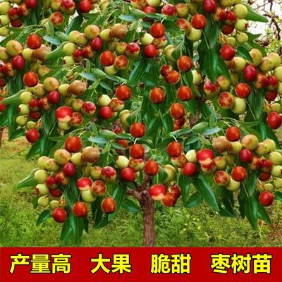 原产地正宗枣树苗嫁接特大脆甜枣树南北方种植沾化冬枣冰糖脆枣苗