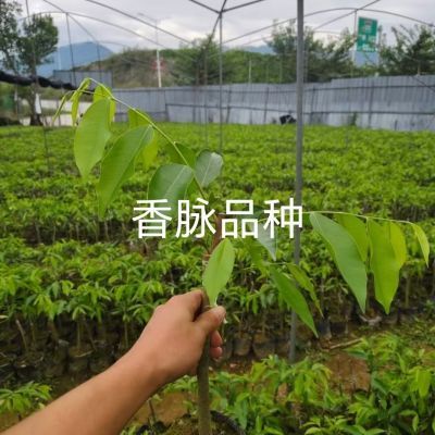 正宗嫁接奇楠树苗沉香一代母树名贵品种金沙叶绿奇香脉基地直发