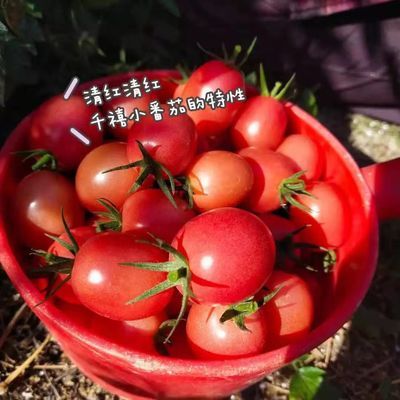 圣女果小番茄孕妇水果新鲜酸甜爆汁新鲜采摘非千禧小番茄整箱