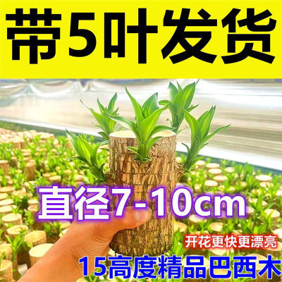 【高15cm带芽孢】巴西木幸运木开花水培植物水养绿植盆栽格鲁