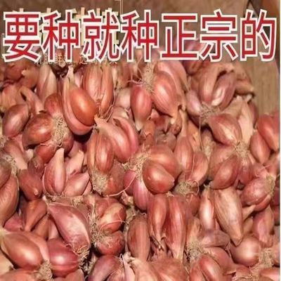 【产地直发】四季葱头农家火葱头四季种植食用新鲜四季小香葱干葱