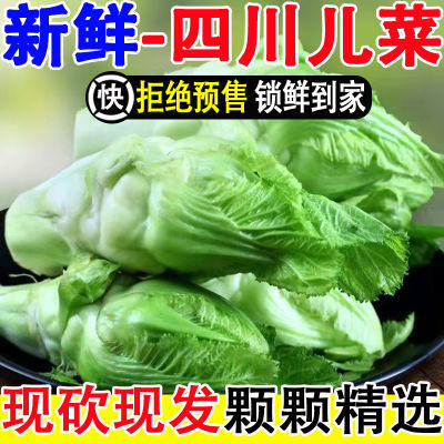 【现货发售】正宗四川新鲜儿菜娃娃菜嫩儿菜新鲜蔬菜整箱批发包邮