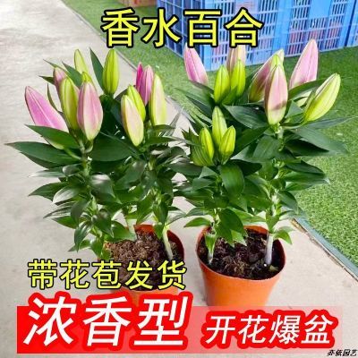 百合花盆栽带花苞室内外客厅花卉植物百合鲜花阳台浓香型庭院原盆