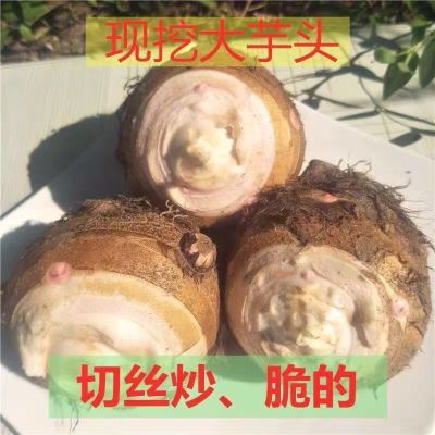 【现挖新鲜】正宗芋头母子现挖山东酸辣芋头丝蔬菜当季现货批发