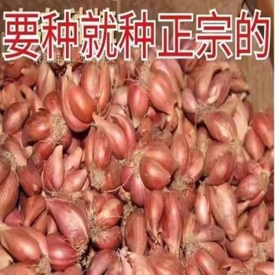 【产地直发】四季葱头干葱头农家葱头四季食用新鲜四季小葱头阳台