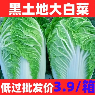 东北新鲜蔬菜绿叶菜农家自种应季蔬菜黄心大白菜露天白菜可腌酸菜