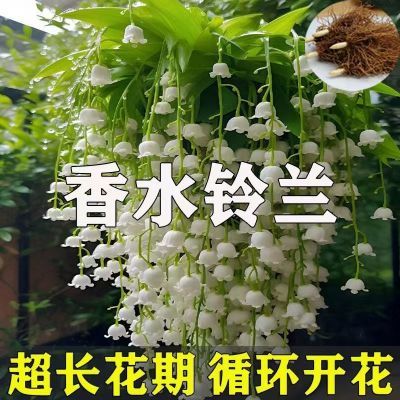 【花多超香】耐寒耐热好养铃兰带芽带根盆栽花卉植物四季开花不断