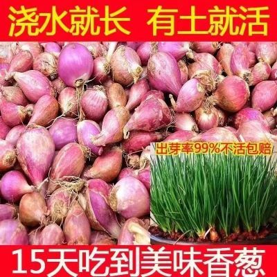 【产地直发】四季葱头干葱头农家火葱头四季食用新鲜四季小葱头