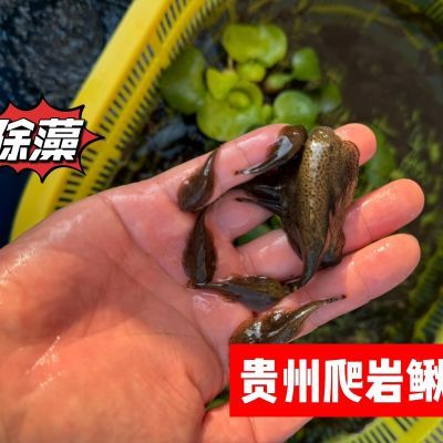 吸鳅贵州爬岩鳅除藻工具鱼淡水鱼冷水鱼原生鱼吸石头鱼溪流缸便宜