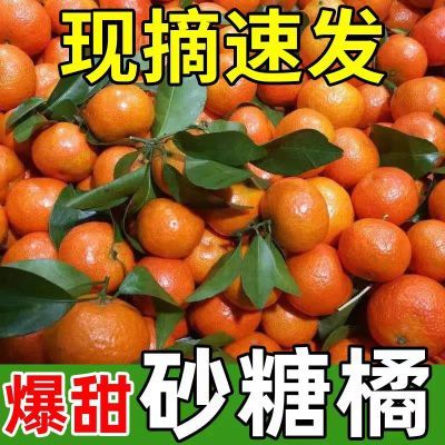 正宗广西金秋沙糖桔无籽薄皮橘子桔子新鲜水果整箱蜜桔当季砂糖