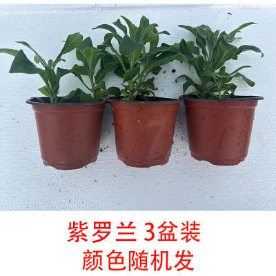 紫罗兰小苗切花品种耐寒有香味盆栽花卉小苗