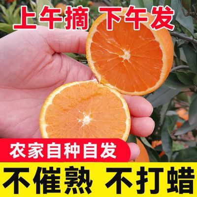 【深山老林】秋橙九月黄橙新鲜现摘脐橙大果应季水果孕妇肉质细腻