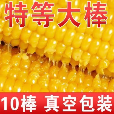 10根【新店冲量】东北糯玉米黄糯玉米真空包装黏糯玉米当季新玉