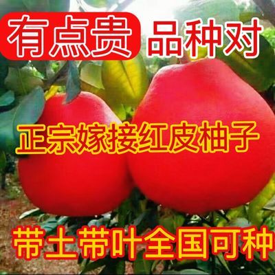 正品嫁接红肉纯甜无酸红柚苗带土带叶全国可种新款红皮柚子树苗