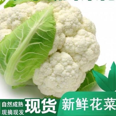 山东新鲜农家自种散菜花应季蔬菜现摘现发白花菜一整箱有机花菜