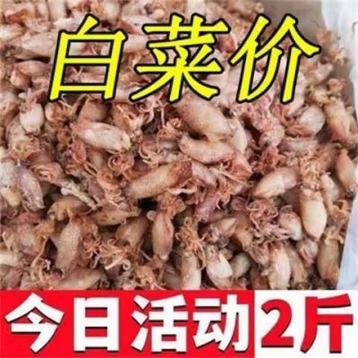 野生小海兔干 海鲜干货 特产小墨鱼仔籽乌贼干鱿鱼干笔管鱼干