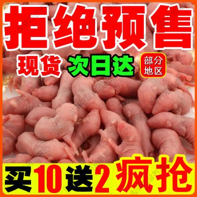 无菌冷冻小白乳鼠喂蛇猫角蛙龟龙鱼开口饲料冰红粉皮红皮乳鼠包邮