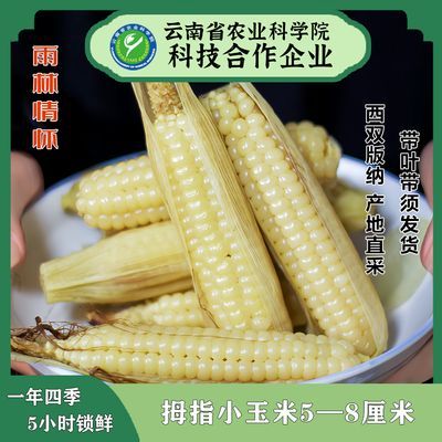 雨林情怀母子小玉米非转基因早餐速食拇指玉米独立包装2斤装