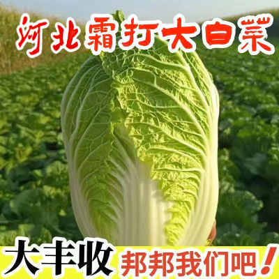 山东白菜大白菜新鲜蔬菜黄心时令蔬菜当季包心菜现砍农家东北白菜