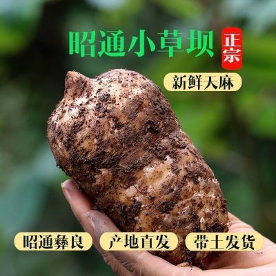 天麻煲汤正宗炖鸡汤云南昭通小草坝三年仿野生新鲜纯天然现挖天麻