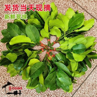 新鲜现摘柚子叶大嫂同款碌柚叶乔迁新居洗澡青团转运晦气祈福树枝
