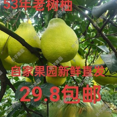 粗石江53年老树香柚纯甜无酸自家果园新鲜直发