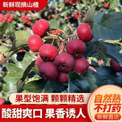 降价直销2025新鲜山楂果酸甜可口现摘先发糖葫芦冰糖葫芦专用包邮