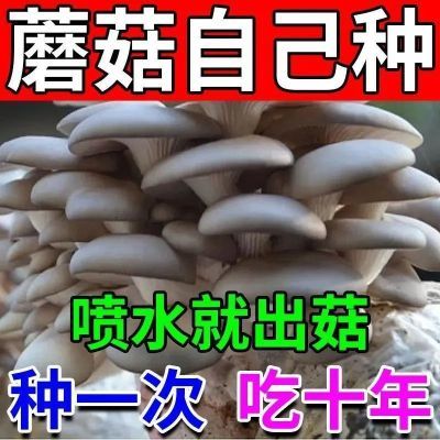 【喷水就出菇】家庭自种蘑菇菌包食用菌棒蘑菇种植包食用平菇菌种