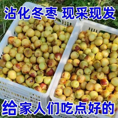 新货【山东沾化】冬枣新鲜沾化冬枣精品小果脆甜一整箱好吃包邮