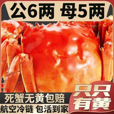 鲜活大闸蟹特大螃蟹全母全公现货满黄红膏阳澄湖镇海鲜6/12只