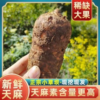 天麻新鲜云南昭通正宗小草坝三年生长仿野生种植纯天然现挖湿麻