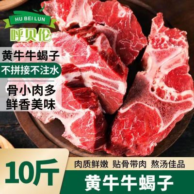 新鲜牛蝎子牛脊骨牛骨头带肉牛脖骨排骨牛肉多肉5斤牛肉整块冷冻