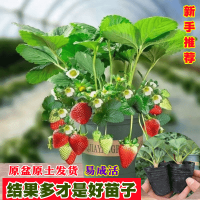 【20天结果】草莓苗盆栽原盆原土四季奶油草莓南北方种植果树好